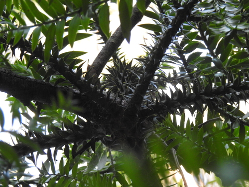 Araucaria bidwillii (Bunya Pine)