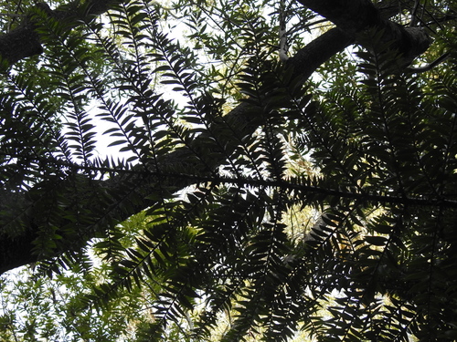 Araucaria bidwillii (Bunya Pine) (alternate view 2)