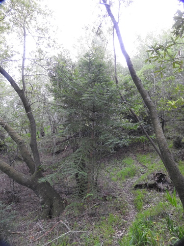Araucaria bidwillii (Bunya Pine) (alternate view 3)