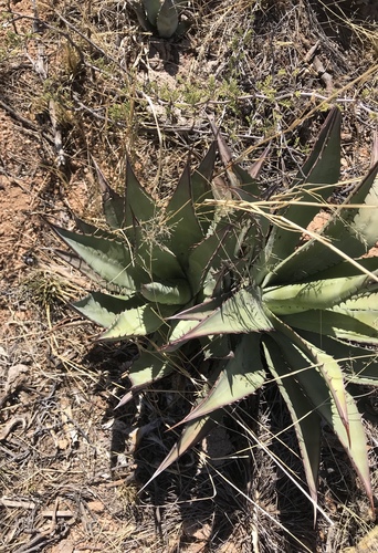 Agave palmeri (Palmer's agave)