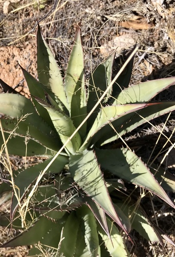 Agave palmeri (Palmer's agave) (alternate view 2)