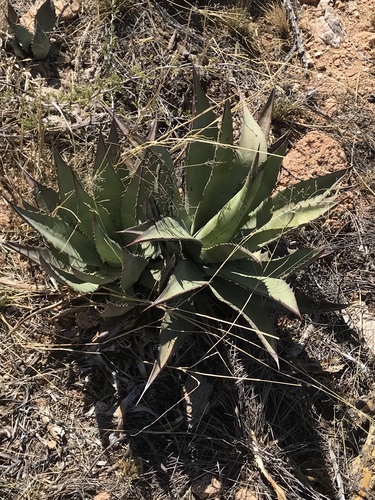 Agave palmeri (Palmer's agave) (alternate view 3)