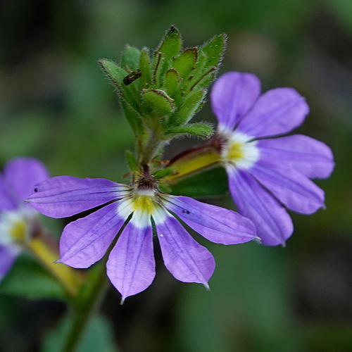 Scaevola aemula (Fairy Fan-flower)
