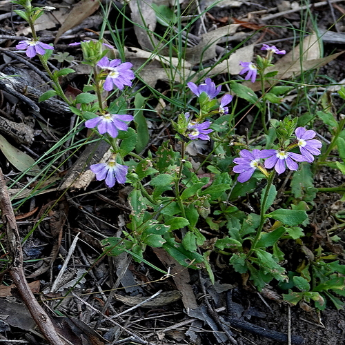 Scaevola aemula (Fairy Fan-flower) (alternate view 2)