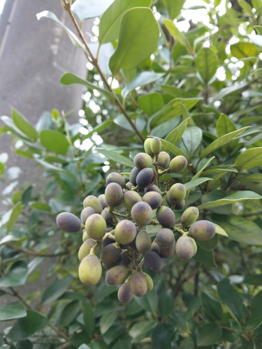 Ligustrum japonicum (Waxleaf Privet) (alternate view 8)