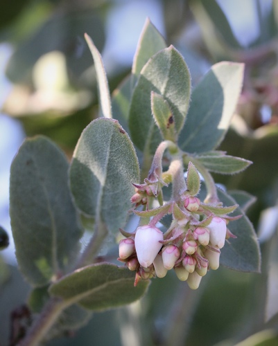 Arctostaphylos (bearberries and manzanitas) (alternate view 5)