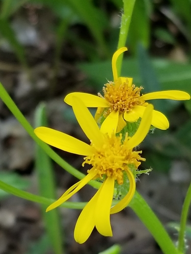 Senecio integerrimus (Tall western groundsel)