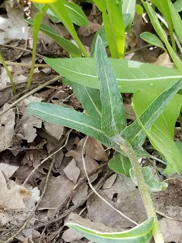 Senecio integerrimus (Tall western groundsel) (alternate view 2)