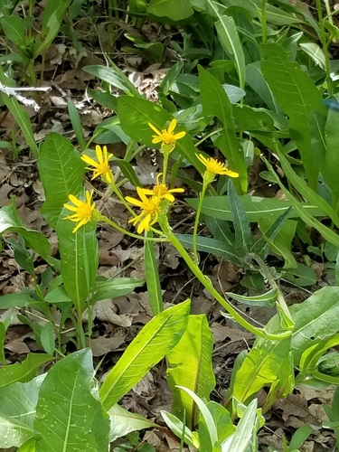 Senecio integerrimus (Tall western groundsel) (alternate view 3)