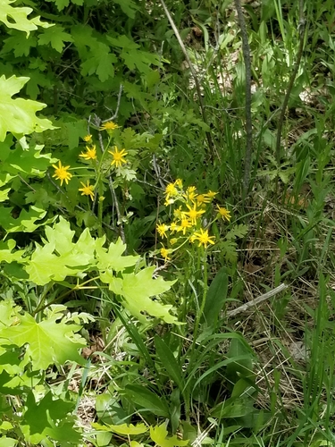 Senecio integerrimus (Tall western groundsel) (alternate view 4)