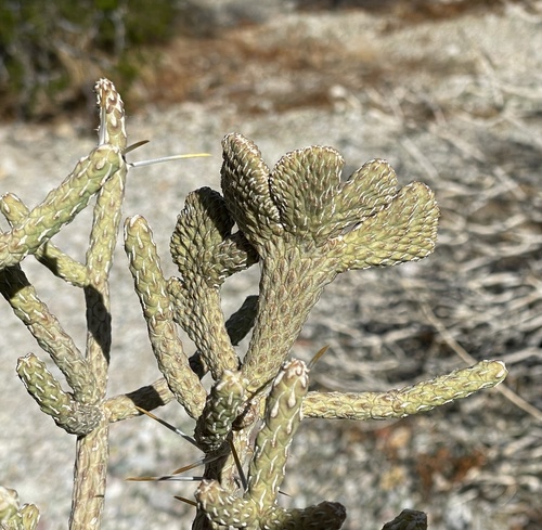 Cylindropuntia ramosissima (Branched Pencil Cholla)