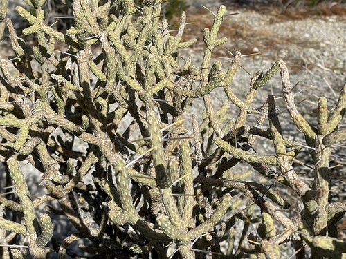 Cylindropuntia ramosissima (Branched Pencil Cholla) (alternate view 2)