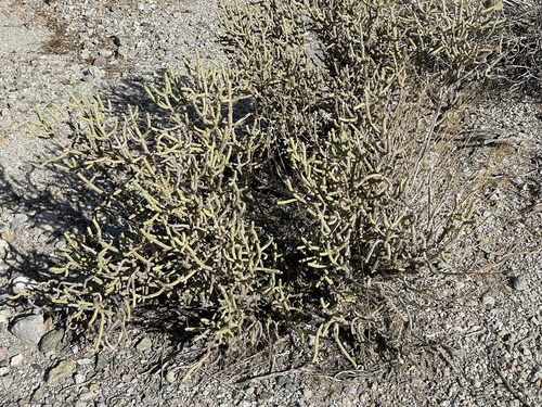 Cylindropuntia ramosissima (Branched Pencil Cholla) (alternate view 3)