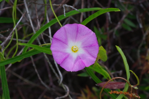 Polymeria calycina (slender bindweed)