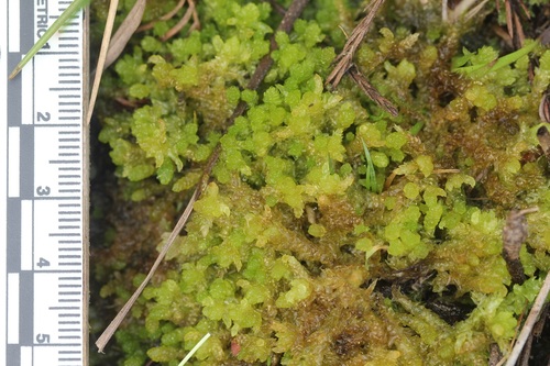 Sphagnum (Sphagnum mosses) (alternate view 5)