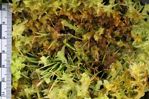 Sphagnum (Sphagnum mosses) (alternate view 6)