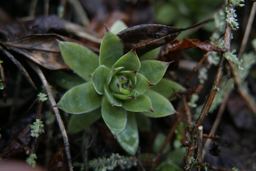 Sempervivum tectorum (Hens and Chicks) (alternate view 7)