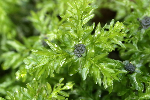 Plagiomnium undulatum (Palm-tree Moss)