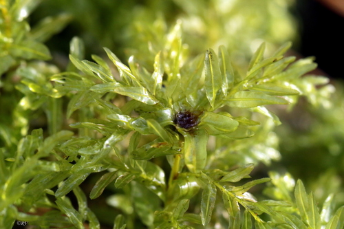 Plagiomnium undulatum (Palm-tree Moss)