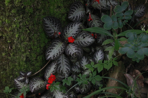 Episcia cupreata (Episcia Flame Violet) (alternate view 8)
