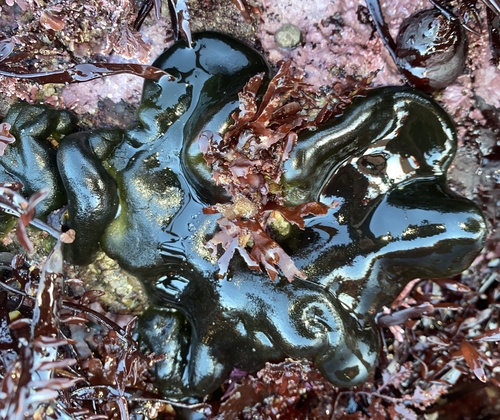 Codium (Codiums) (alternate view 4)