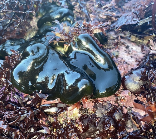 Codium (Codiums) (alternate view 5)