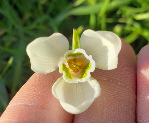 Galanthus elwesii (Giant Snowdrop) (alternate view 4)
