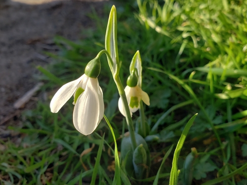 Galanthus elwesii (Giant Snowdrop) (alternate view 5)