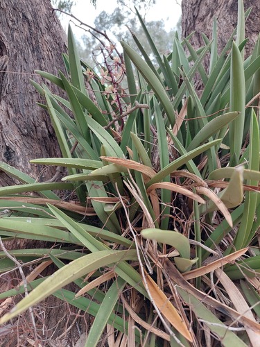 Cymbidium canaliculatum (Channelled boat-lip orchid) (alternate view 3)