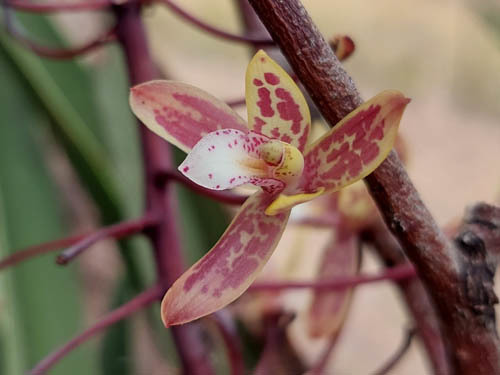 Cymbidium canaliculatum (Channelled boat-lip orchid) (alternate view 5)