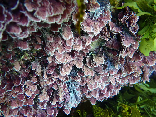 Corallina officinalis (Common Coralline)