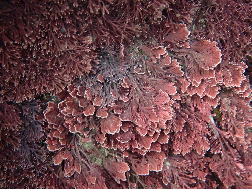 Corallina officinalis (Common Coralline)