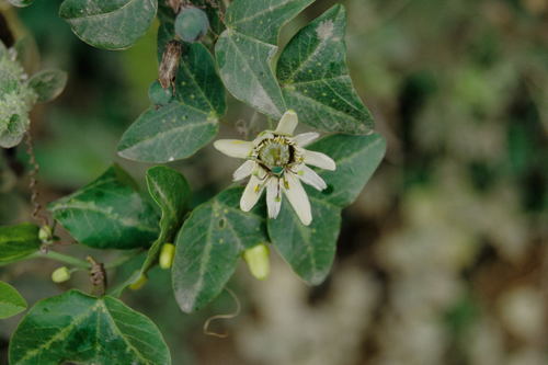 Passiflora (Passionflowers)