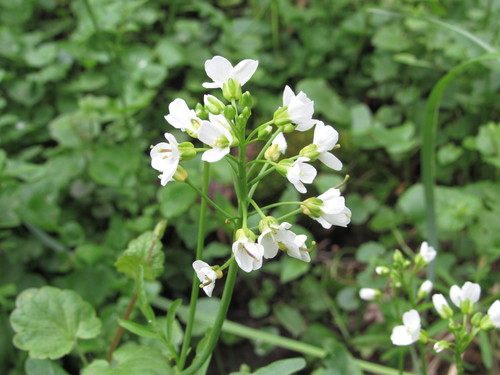 Cardamine amara (large bittercress)