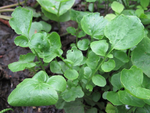 Cardamine amara (large bittercress)