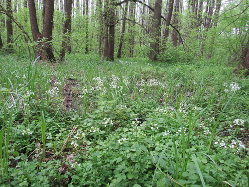 Cardamine amara (large bittercress)