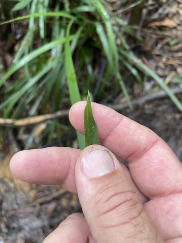 Lomandra hystrix (green mat-rush) (alternate view 5)