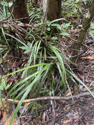 Lomandra hystrix (green mat-rush) (alternate view 6)