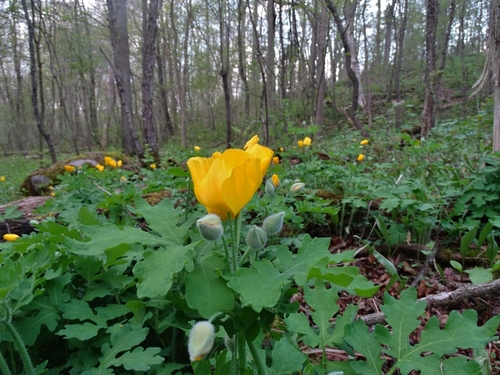Chelidonium diphyllum (Celandine Poppy) (alternate view 7)