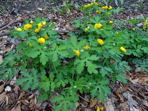 Chelidonium diphyllum (Celandine Poppy) (alternate view 8)