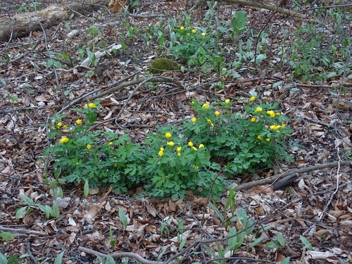Chelidonium diphyllum (Celandine Poppy) (alternate view 9)