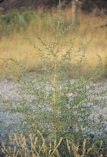 Bassia scoparia (summer-cypress) (alternate view 6)