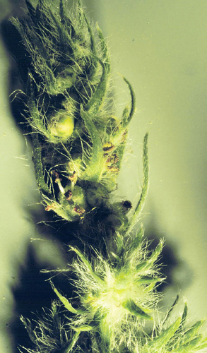 Bassia scoparia (summer-cypress) (alternate view 7)
