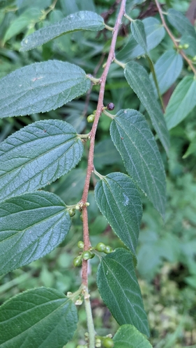 Trema tomentosum (Nettle Tree)