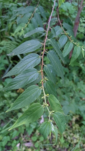 Trema tomentosum (Nettle Tree) (alternate view 2)