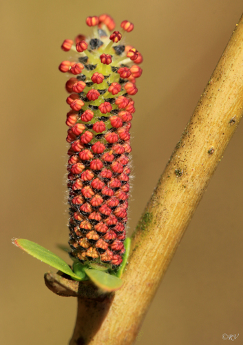 Salix purpurea (Purple Willow) (alternate view 4)