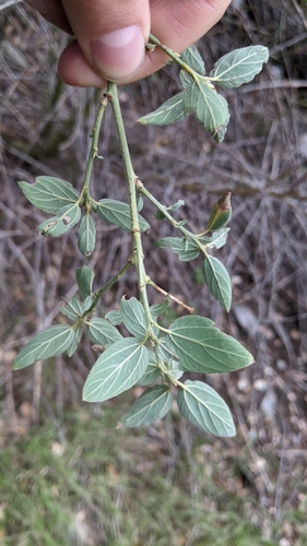 Ceanothus integerrimus (deerbrush ceanothus)