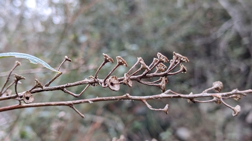 Ceanothus integerrimus (deerbrush ceanothus) (alternate view 2)