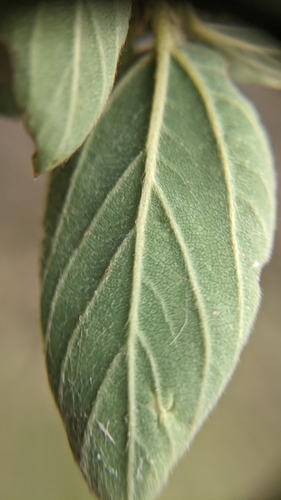 Ceanothus integerrimus (deerbrush ceanothus) (alternate view 3)
