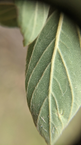 Ceanothus integerrimus (deerbrush ceanothus) (alternate view 4)